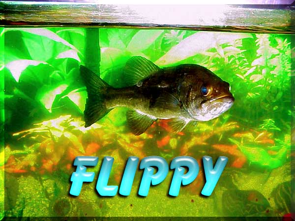 assets/flippy.jpg
