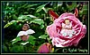 assets/thumbnails/tnCamLexi.jpg