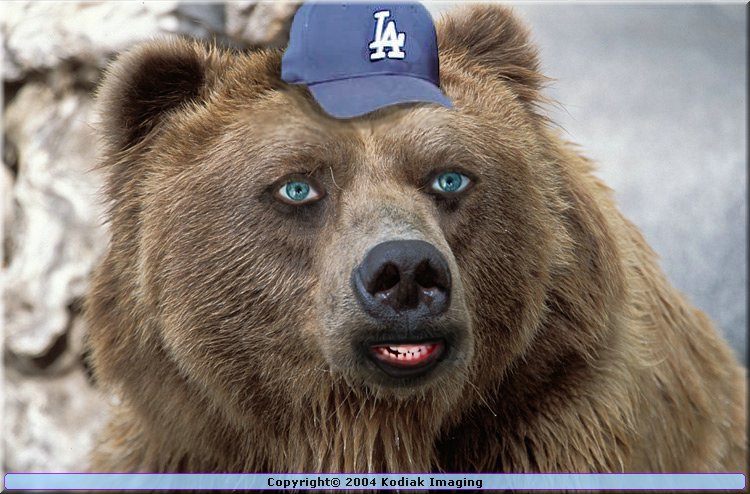 images/Bear Cam.jpg