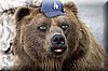 thumbnails/tnBear Cam.jpg